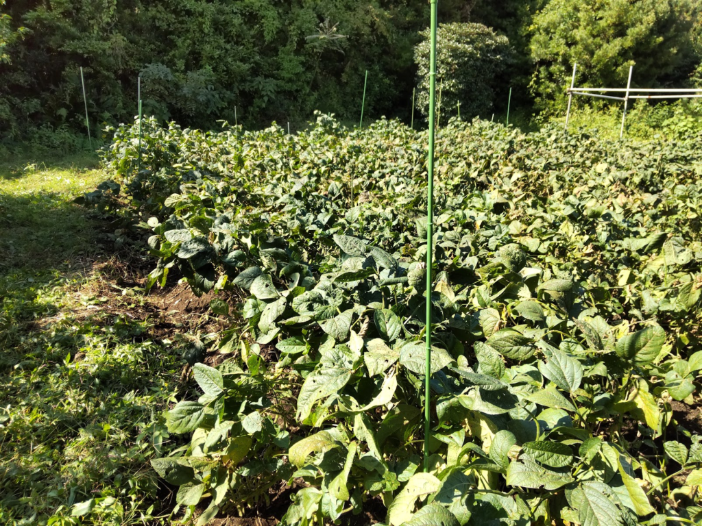 イエバエフラス枝豆収穫